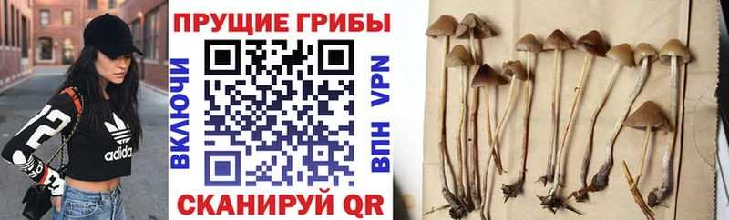 Галлюциногенные грибы мухоморы  Полтавская 